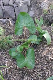 Attēlu rezultāti vaicājumam “Ligularia sibirica leaf”