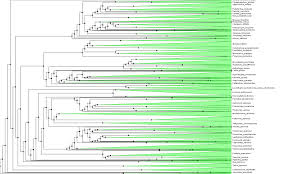 Image result for Evolution Stammbaum