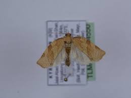 Attēlu rezultāti vaicājumam “Pandemis cinnamomeana female”