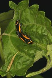 Attēlu rezultāti vaicājumam “Blattoptera”