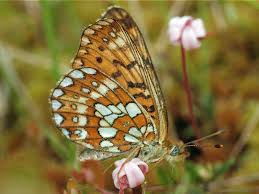Attēlu rezultāti vaicājumam “Boloria eunomia underside”