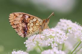 Attēlu rezultāti vaicājumam “Mellicta athalia”