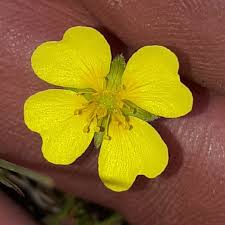 Image result for Potentilla erecta