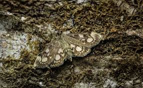 Attēlu rezultāti vaicājumam “Anania coronata”