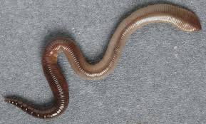 Attēlu rezultāti vaicājumam “Lumbricus terrestris”