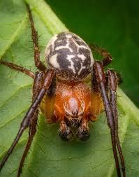 Attēlu rezultāti vaicājumam “Larinioides cornutus”