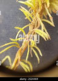 Attēlu rezultāti vaicājumam “Sphagnum wulfianum”