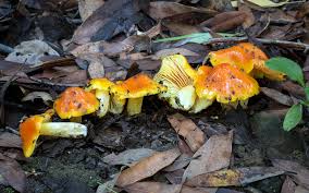 Attēlu rezultāti vaicājumam “Hygrocybe acutoconica”