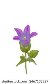 Image result for Campanula strigosa