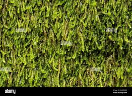 Attēlu rezultāti vaicājumam “Nowellia curvifolia”