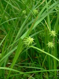 Attēlu rezultāti vaicājumam “Carex arenaria  fruit”