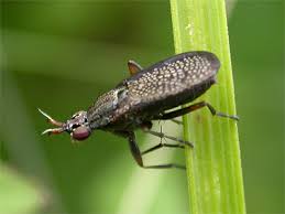 Attēlu rezultāti vaicājumam “Coremacera marginata”