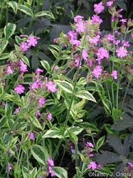Attēlu rezultāti vaicājumam “Silene dioica leaf”