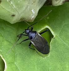 Attēlu rezultāti vaicājumam “Adelphocoris seticornis”