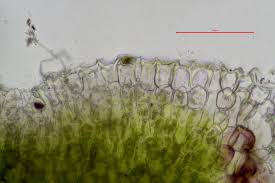 Attēlu rezultāti vaicājumam “Riccia sorocarpa macro”