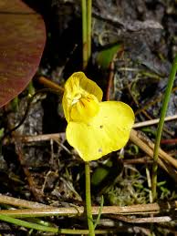 Attēlu rezultāti vaicājumam “Utricularia intermedia flower”