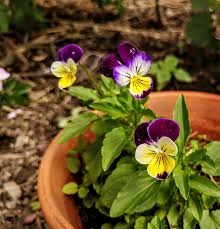 Attēlu rezultāti vaicājumam “Viola tricolor flower”