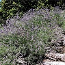 Image result for Lavendel