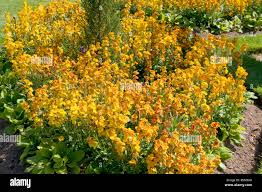 Image result for Cheiranthus cheiri