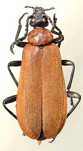 Attēlu rezultāti vaicājumam “Pyrochroa coccinea”