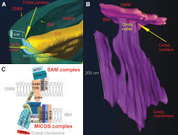 Image result for Co de Crista Chins
