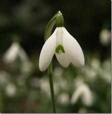 Attēlu rezultāti vaicājumam “Galanthus nivalis leaf”