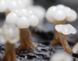 Attēlu rezultāti vaicājumam “Trichia erecta macro”