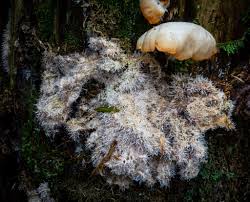 Attēlu rezultāti vaicājumam “Tilachlidium brachiatum”