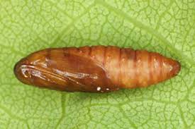 Attēlu rezultāti vaicājumam “Spilonota ocellana”