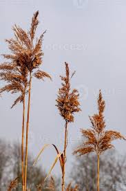 Attēlu rezultāti vaicājumam “Cyperaceae”