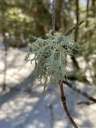 Attēlu rezultāti vaicājumam “Evernia mesomorpha”