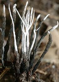 Attēlu rezultāti vaicājumam “Xylaria”