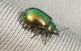 Attēlu rezultāti vaicājumam “Linaeidea aenea”