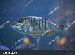 Image result for Lithognathus mormyrus