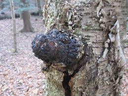 Attēlu rezultāti vaicājumam “Inonotus obliquus”