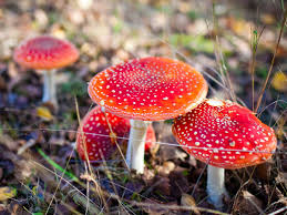 Image result for vliegenzwam