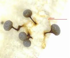 Attēlu rezultāti vaicājumam “Physarum bitectum”