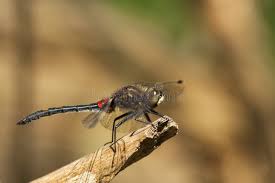 Attēlu rezultāti vaicājumam “Leucorrhinia dubia”