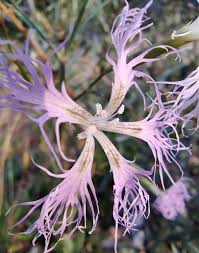 Image result for Dianthus superbus