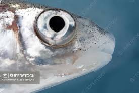 Image result for Chondrostoma nasus