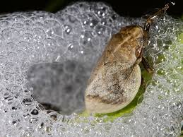 Attēlu rezultāti vaicājumam “Lepyronia coleoptrata”