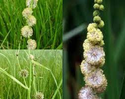 Attēlu rezultāti vaicājumam “Sparganium minimum fruit”