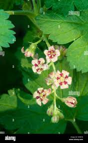 Attēlu rezultāti vaicājumam “Ribes nigrum flower”