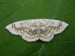 Attēlu rezultāti vaicājumam “Cyclophora annularia”