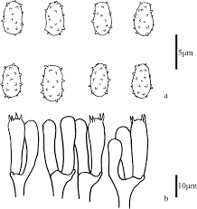 Attēlu rezultāti vaicājumam “Trechispora mollusca”