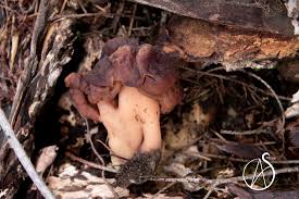 Attēlu rezultāti vaicājumam “Gyromitra esculenta”