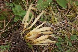 Attēlu rezultāti vaicājumam “Clavaria straminea”