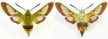 Attēlu rezultāti vaicājumam “Hemaris fuciformis”