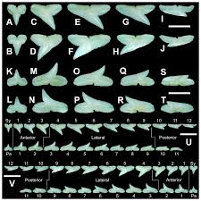 Image result for Rhizoprionodon terraenovae