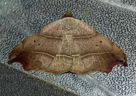 Attēlu rezultāti vaicājumam “Laspeyria flexula”